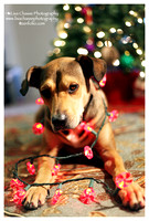 The 12 dogs of Christmas